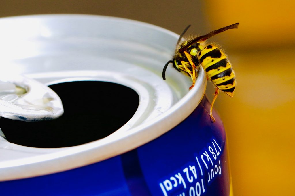 A wasp on a drinks can. Photo by James Wainscoat on Unsplash.com