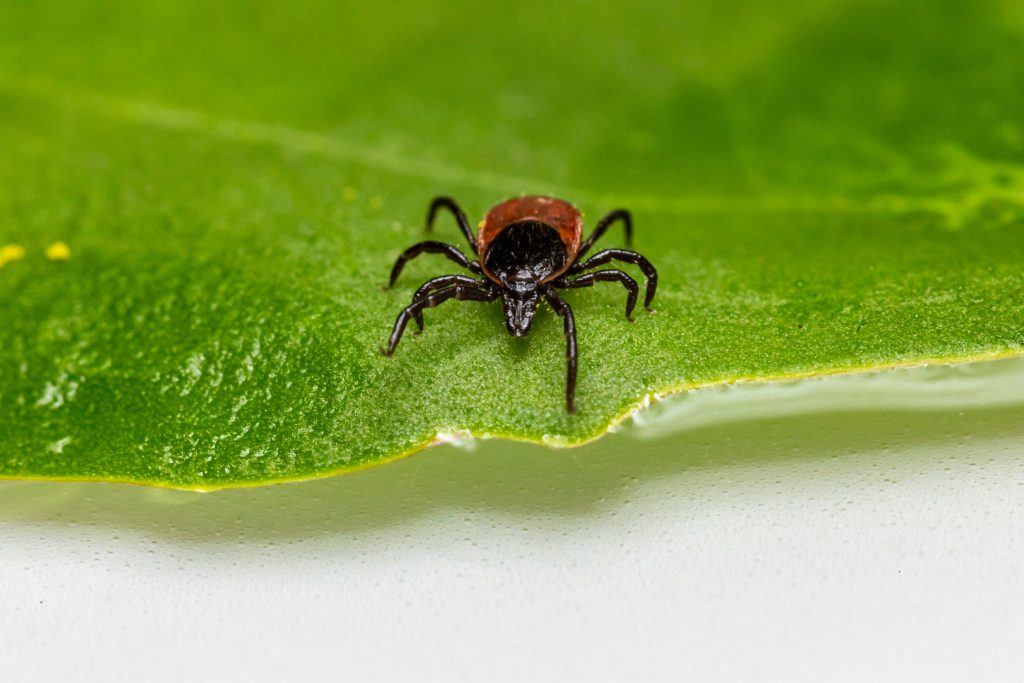 A tick on a free leaf. Photo by Erik Karits on Unsplash.com