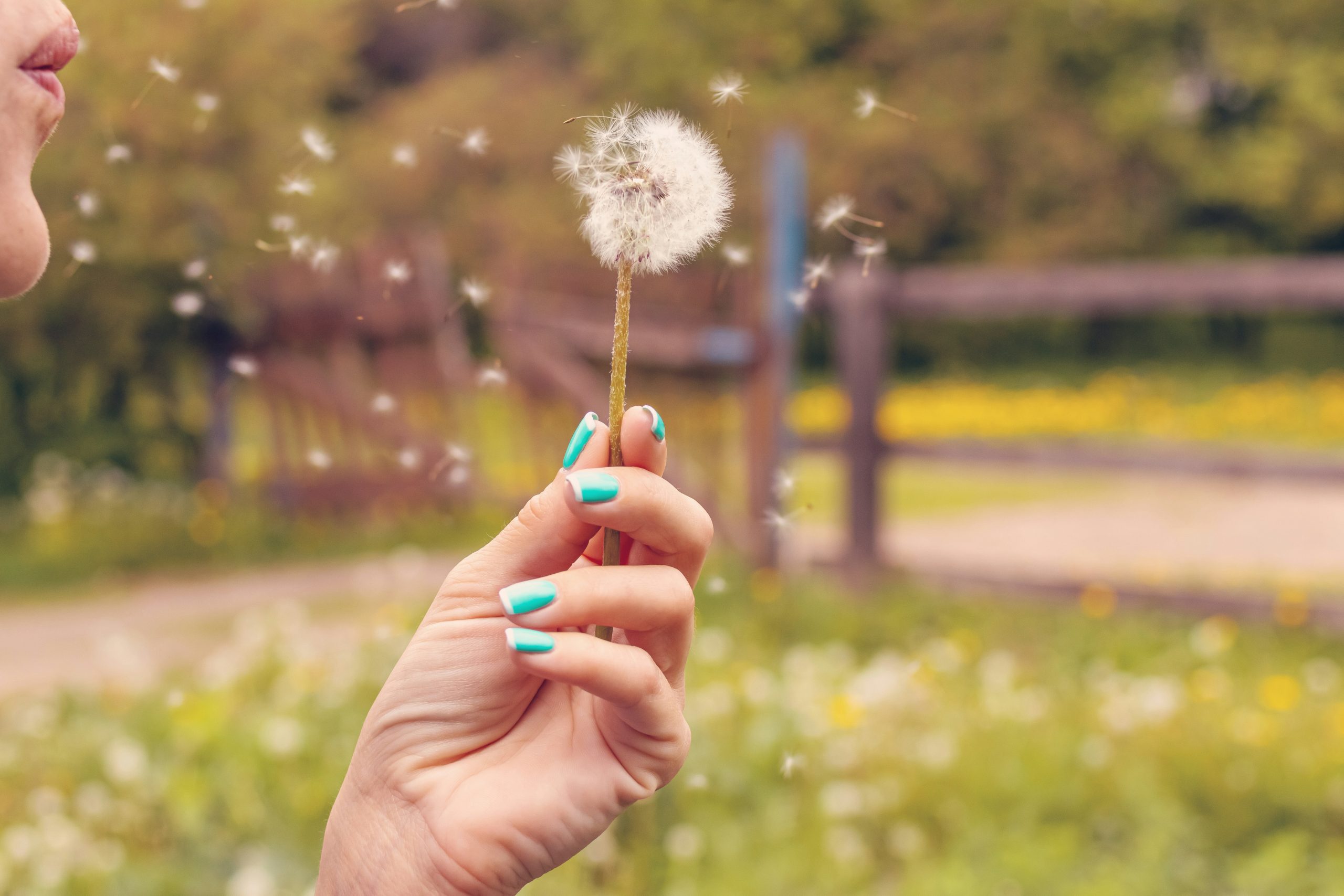 A dandelion blowing in the wind. Photo by Artem Beliaikin on Unsplash.com